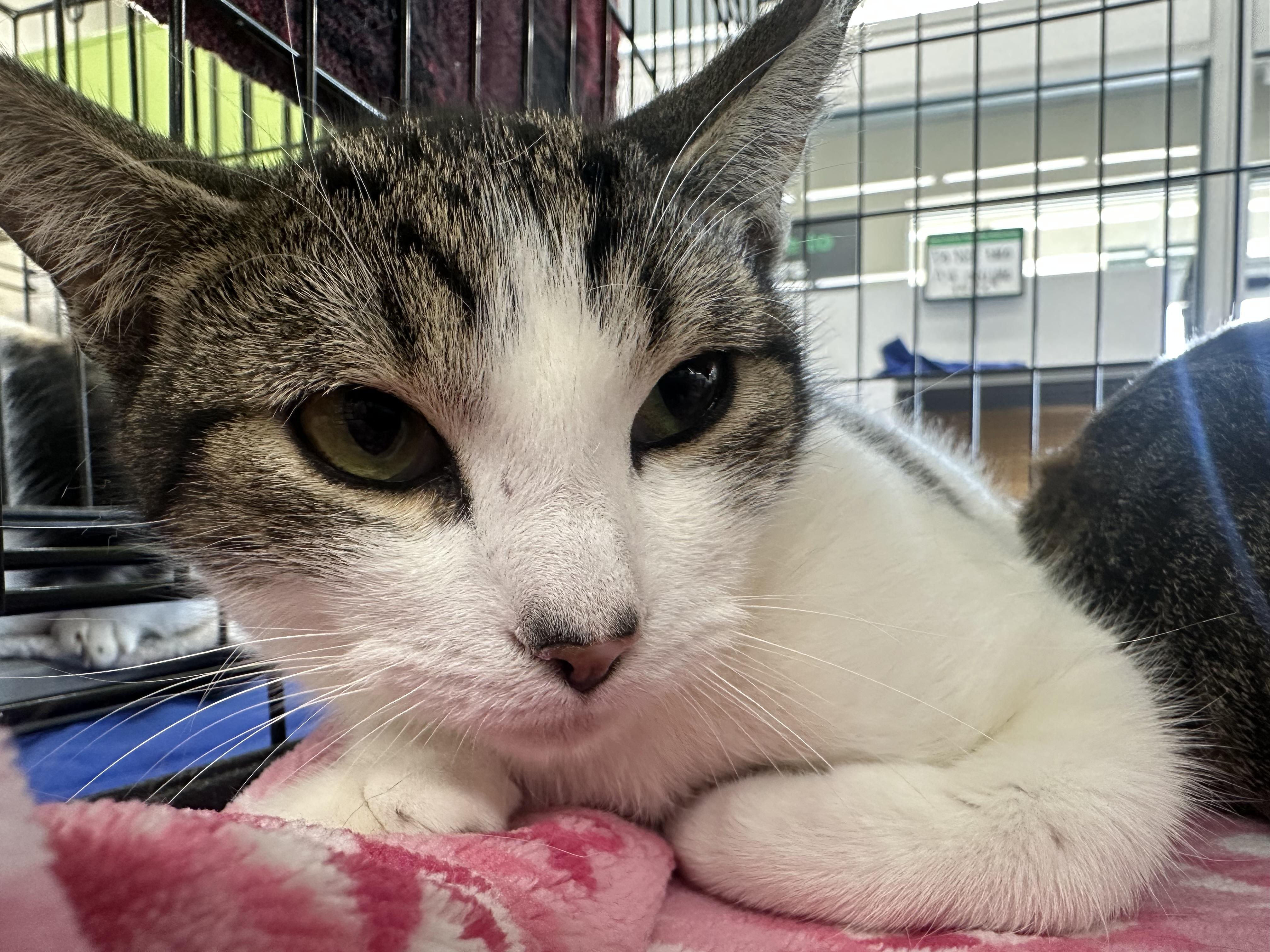 Enlarge Richard, a ADOPTABLE Domestic Short Hair in Easley, SC image 1/1