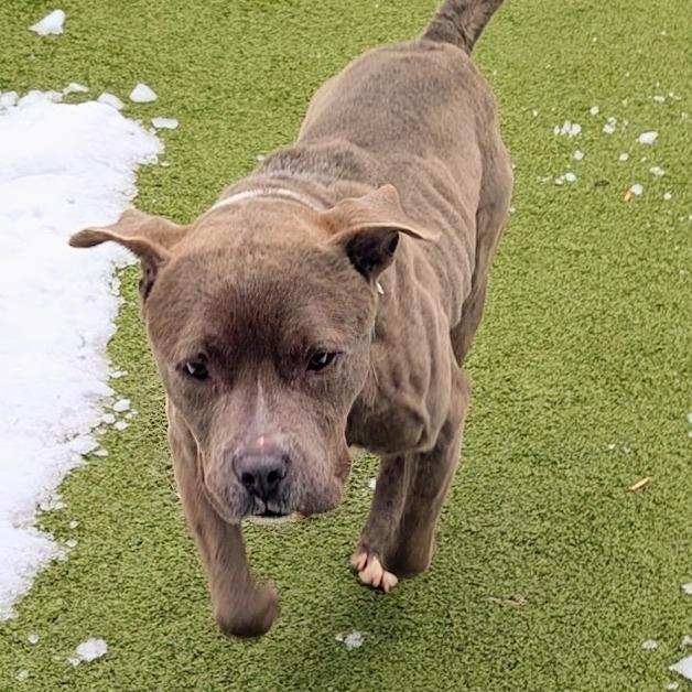 Slater, Adoptable, Adult Male Mixed Breed.