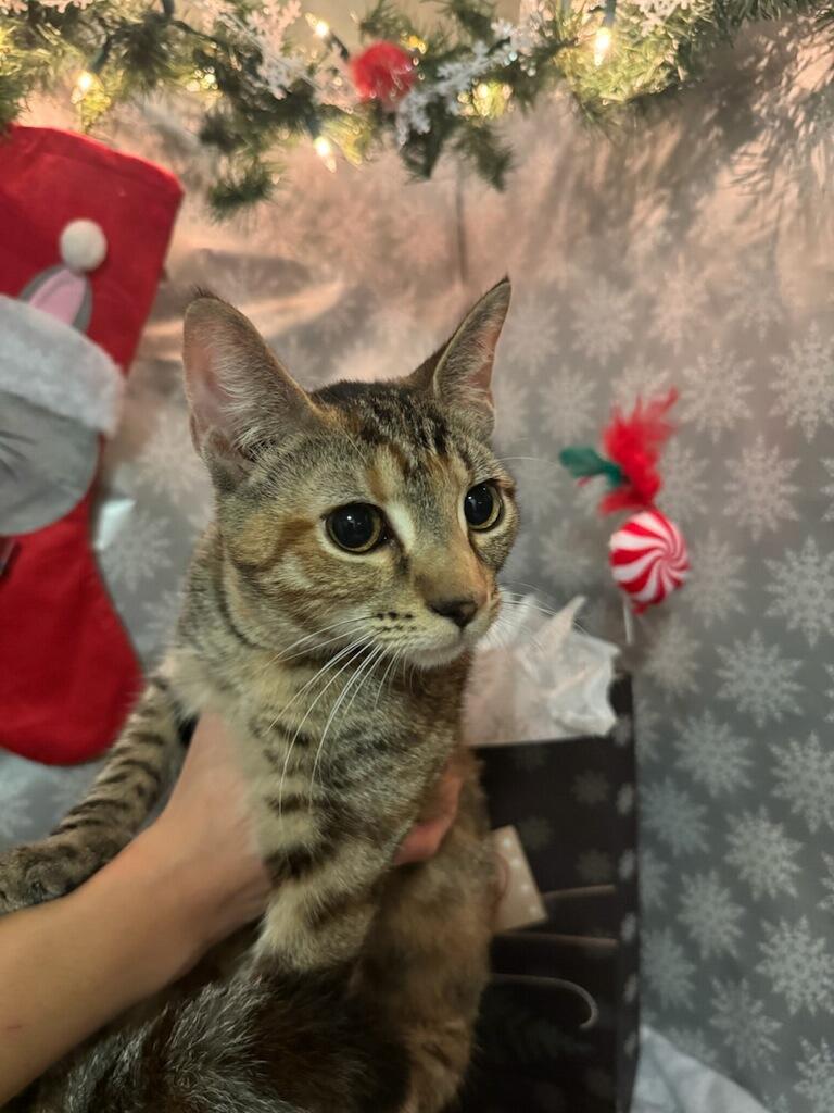 Millie, adopted, Kitten Female Tabby.