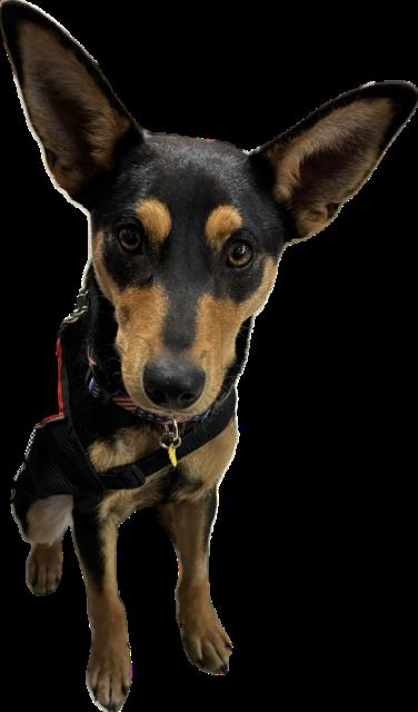 Cooper, ADOPTABLE, Young Male Miniature Pinscher.