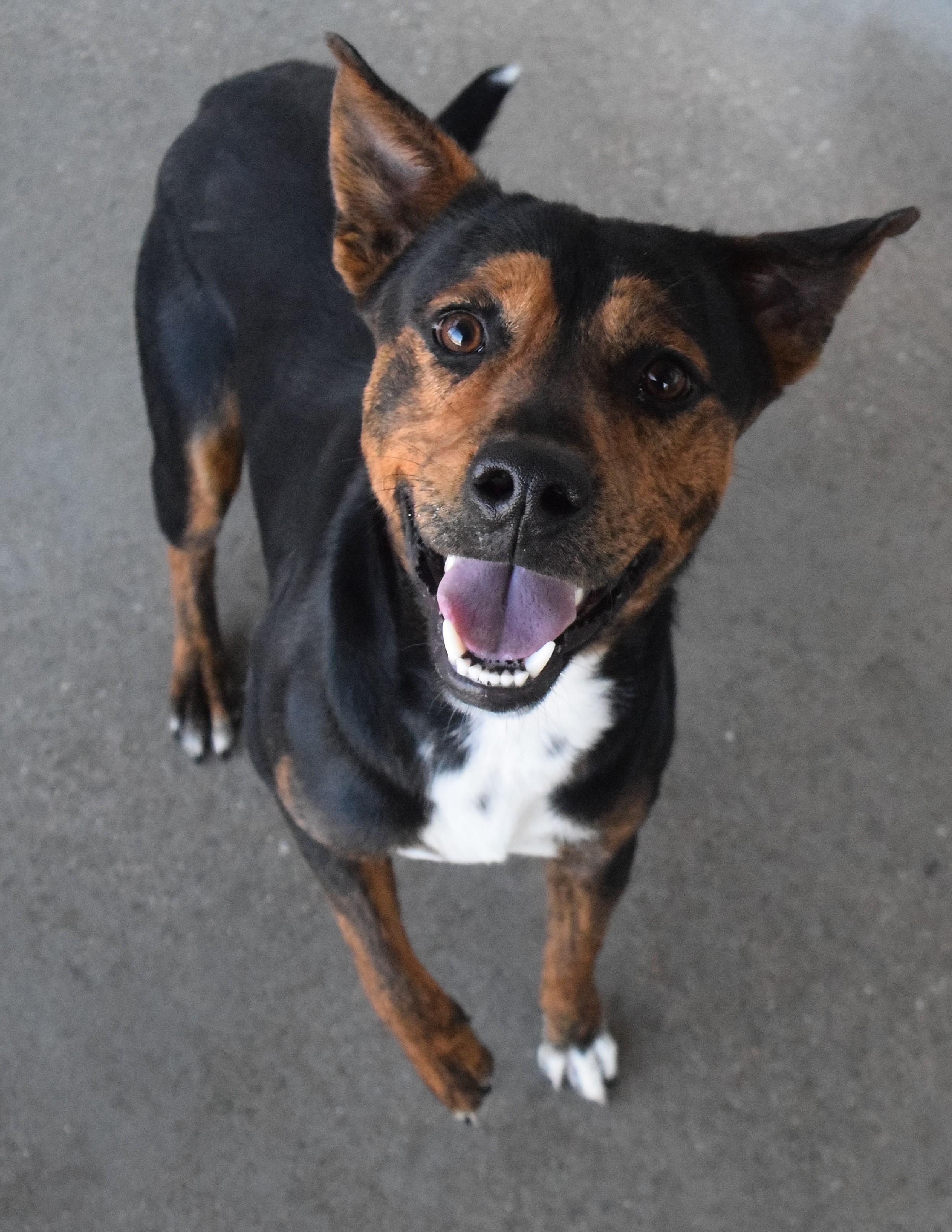Enlarge #21765 "Boomer", a ADOPTABLE mixed breed in Broken Arrow, OK image 1/1