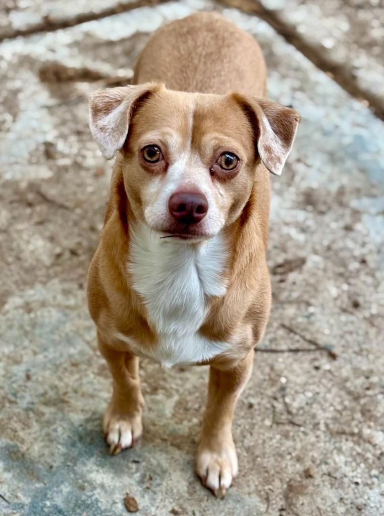 Alan, Adoptable, Adult Male Chihuahua.