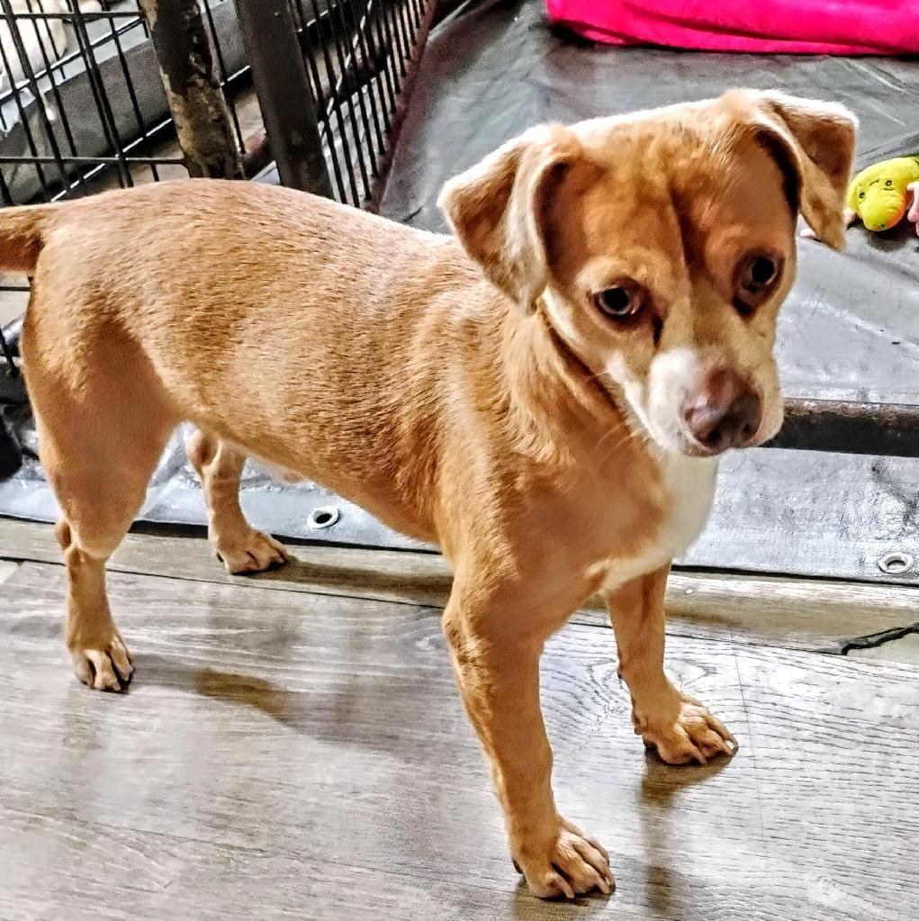 Enlarge Alan, a Adoptable Chihuahua in Thompson Falls, MT image 2/3