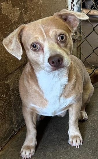 Alan, a Adoptable Chihuahua in Thompson Falls, MT image 2/2