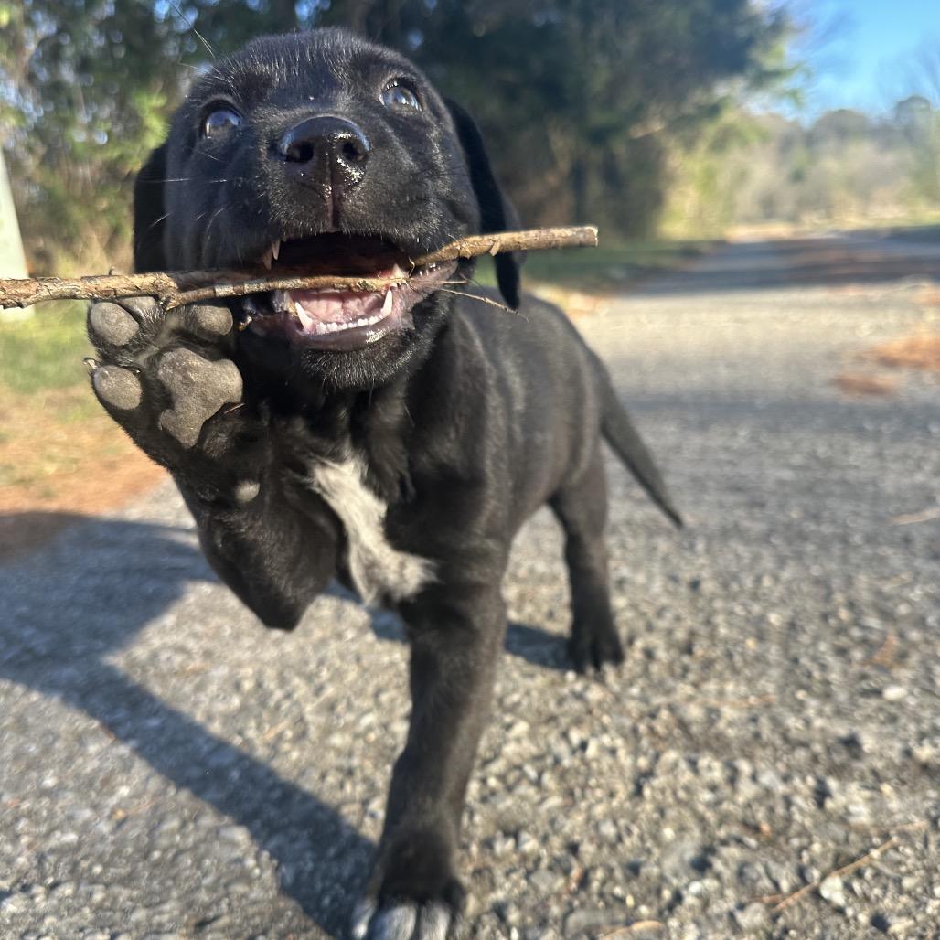Cowgirl, Adoptable, Puppy Female Labrador Retriever & Mixed Breed.