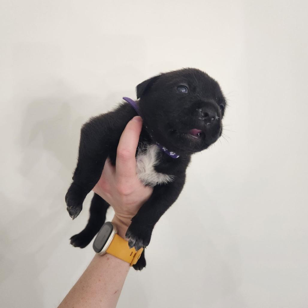 Enlarge Cowgirl, a Adoptable mixed breed in Chattanooga, TN image 2/6