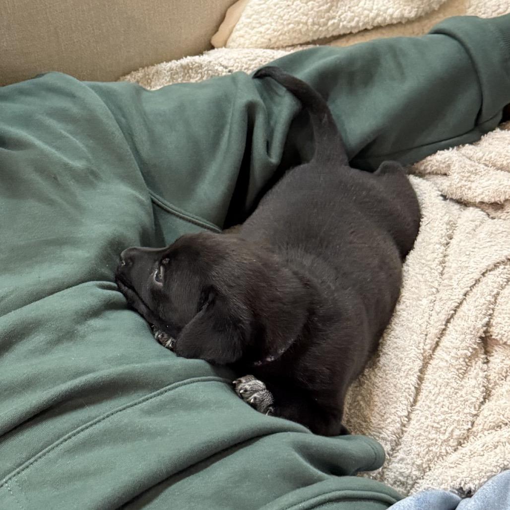 Enlarge Cowgirl, a Adoptable mixed breed in Chattanooga, TN image 4/6