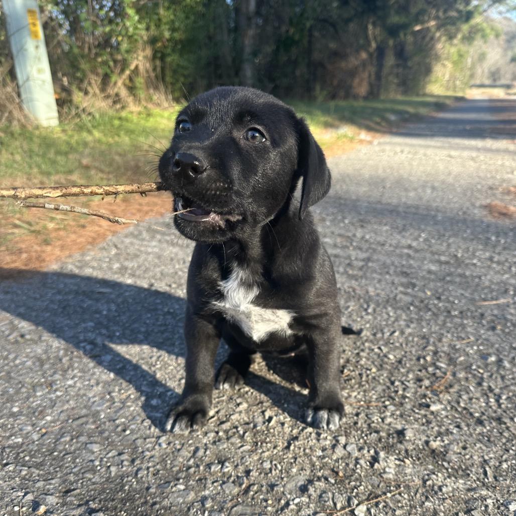 Enlarge Cowgirl, a Adoptable mixed breed in Chattanooga, TN image 6/6