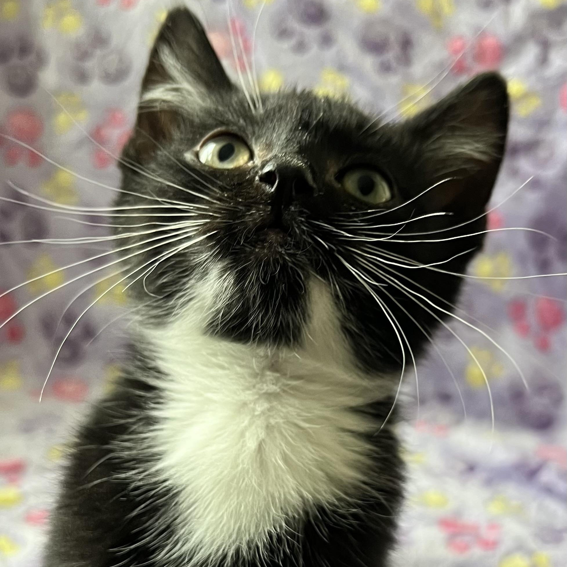 Enlarge Mary Jane Watson (MJ), a Adoptable mixed breed in Griswold, CT image 4/4