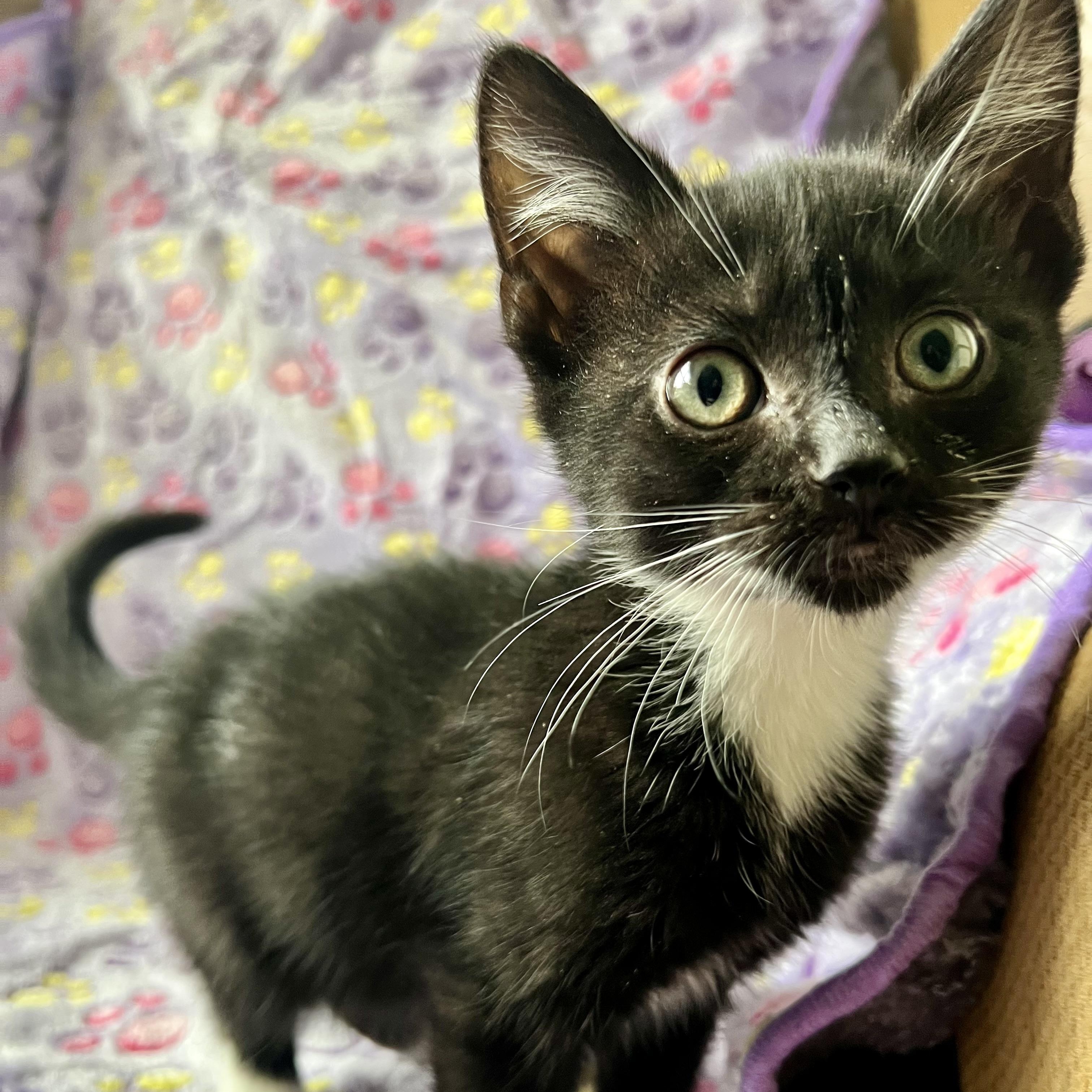 Enlarge Mary Jane Watson (MJ), a Adoptable mixed breed in Griswold, CT image 3/4