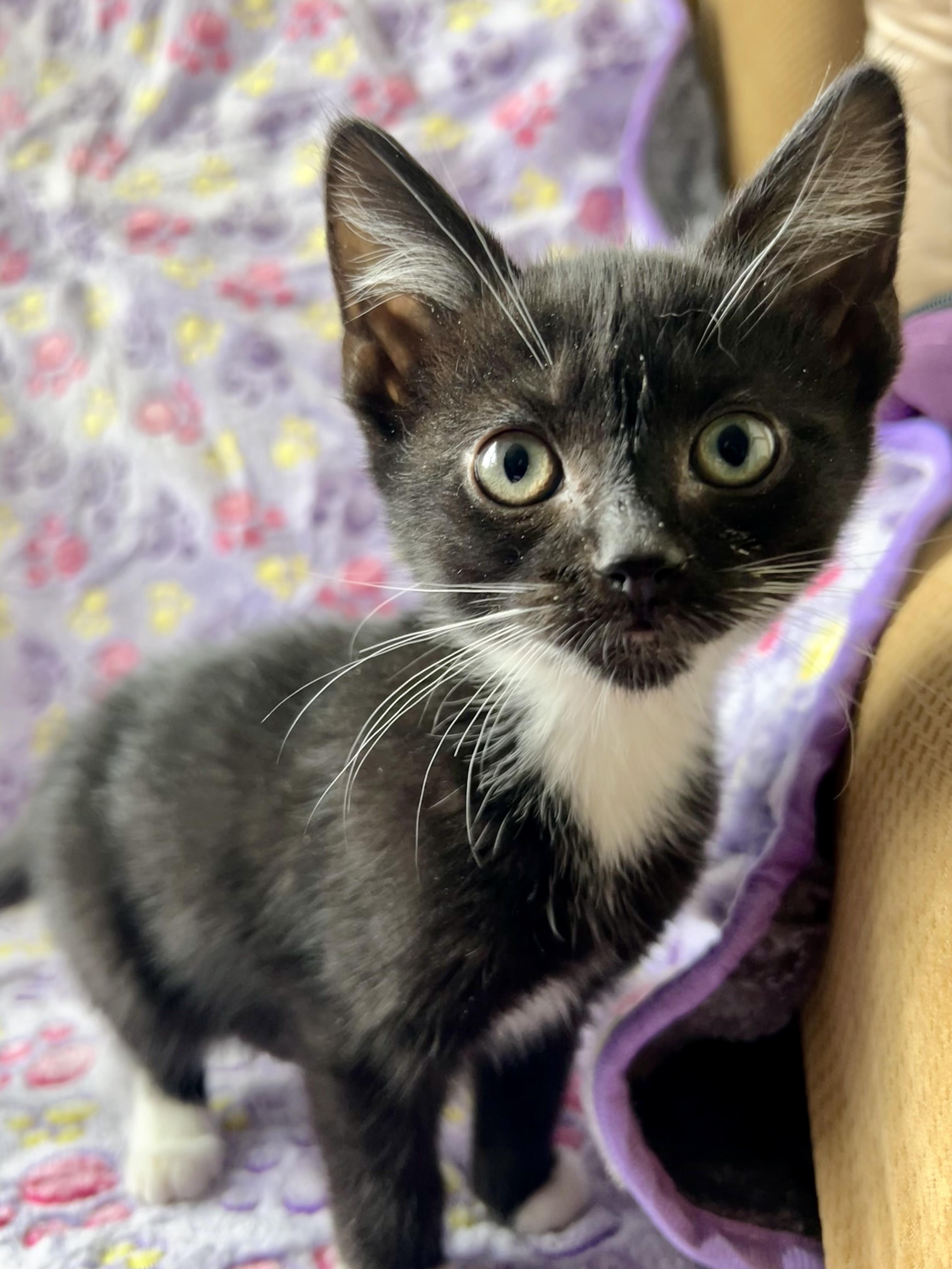 Enlarge Mary Jane Watson (MJ), a Adoptable mixed breed in Griswold, CT image 2/4