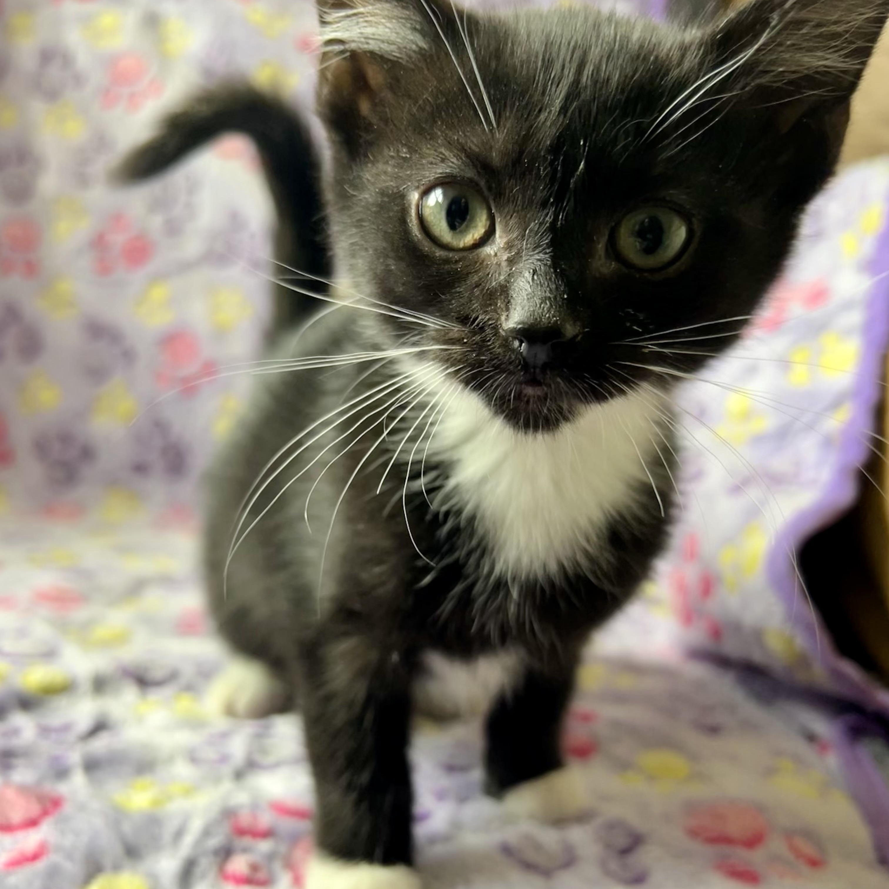 Enlarge Mary Jane Watson (MJ), a Adoptable mixed breed in Griswold, CT image 1/4