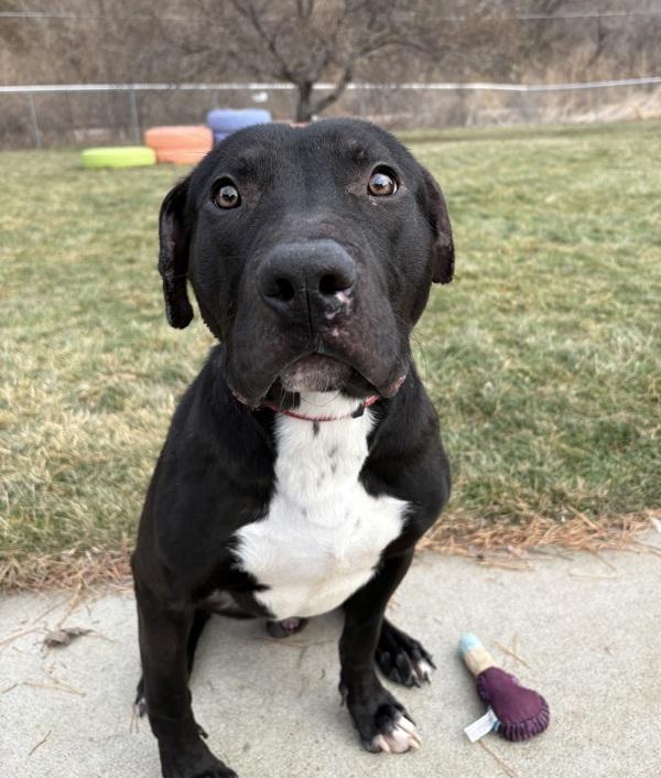 Enlarge Brady, a Adoptable mixed breed in Sioux City, IA image 1/6