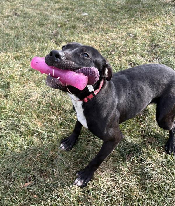 Enlarge Brady, a Adoptable mixed breed in Sioux City, IA image 2/6