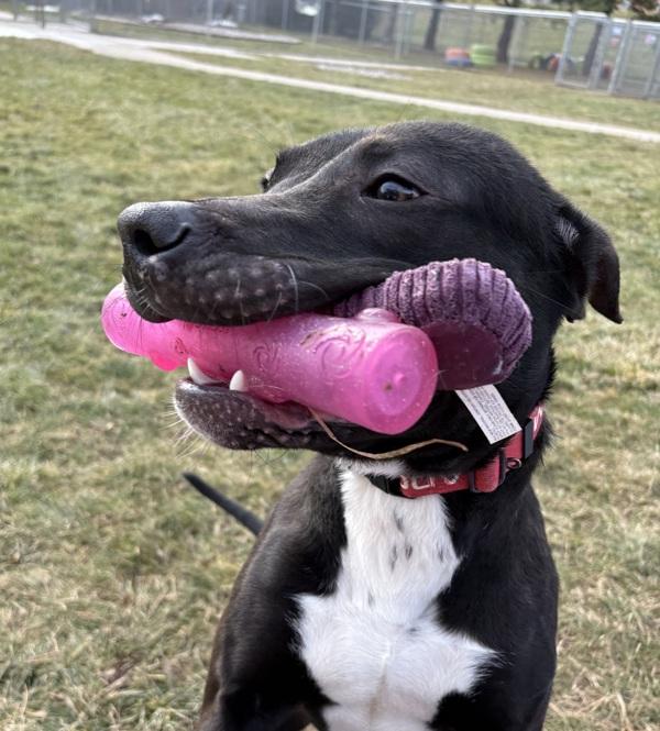 Enlarge Brady, a Adoptable mixed breed in Sioux City, IA image 3/6