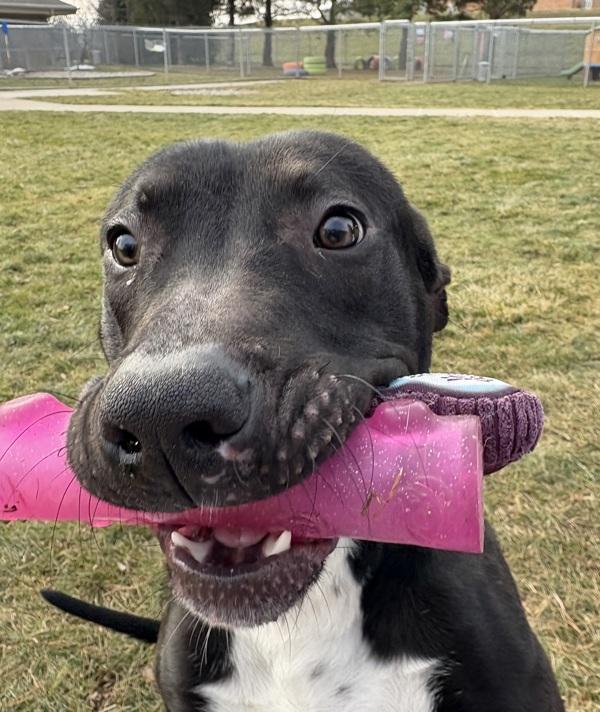 Enlarge Brady, a Adoptable mixed breed in Sioux City, IA image 4/6