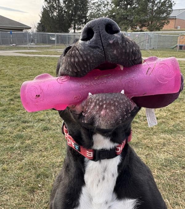 Enlarge Brady, a Adoptable mixed breed in Sioux City, IA image 6/6