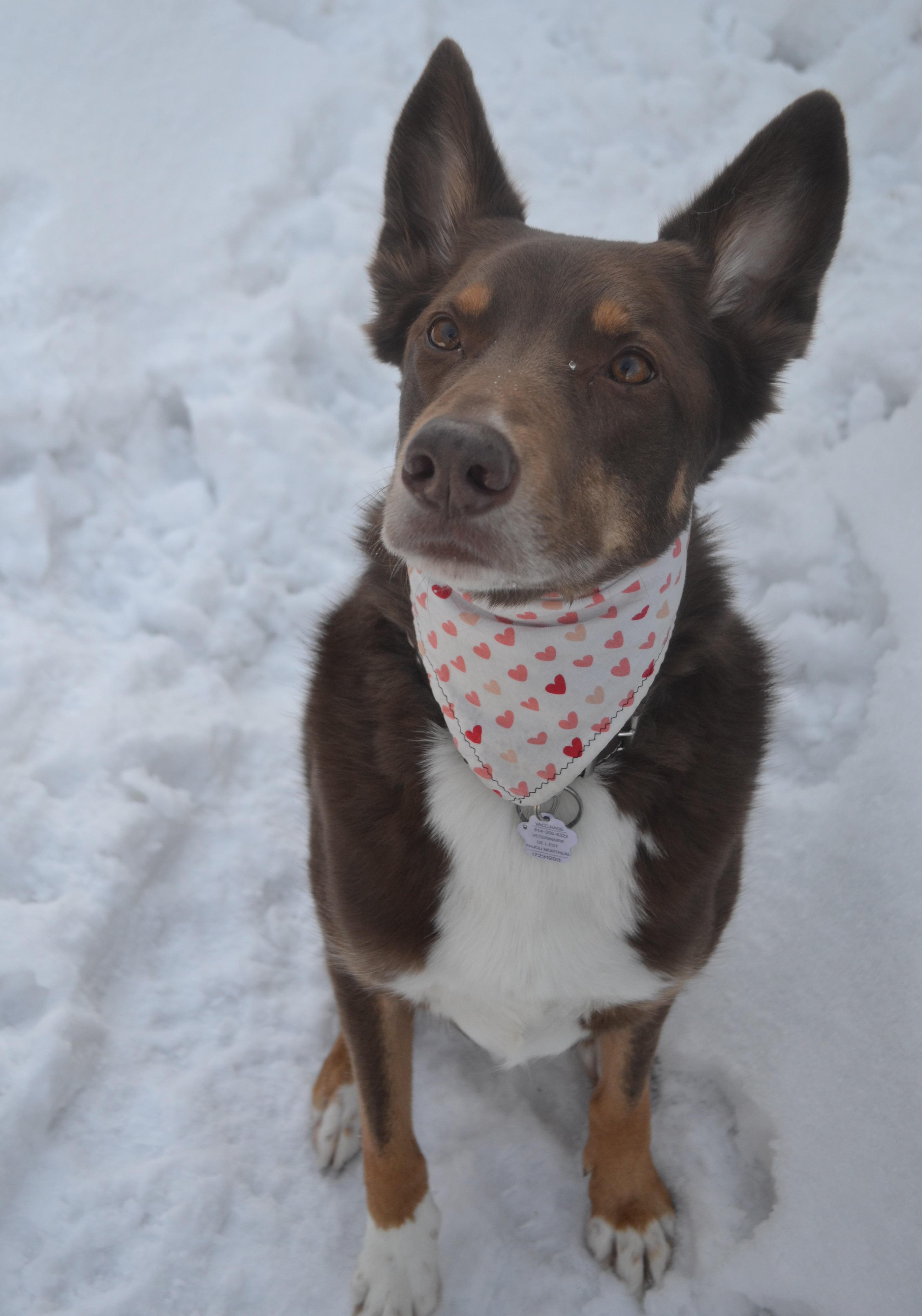 Enlarge Oakley, a ADOPTABLE mixed breed in Anjou, QC image 3/6