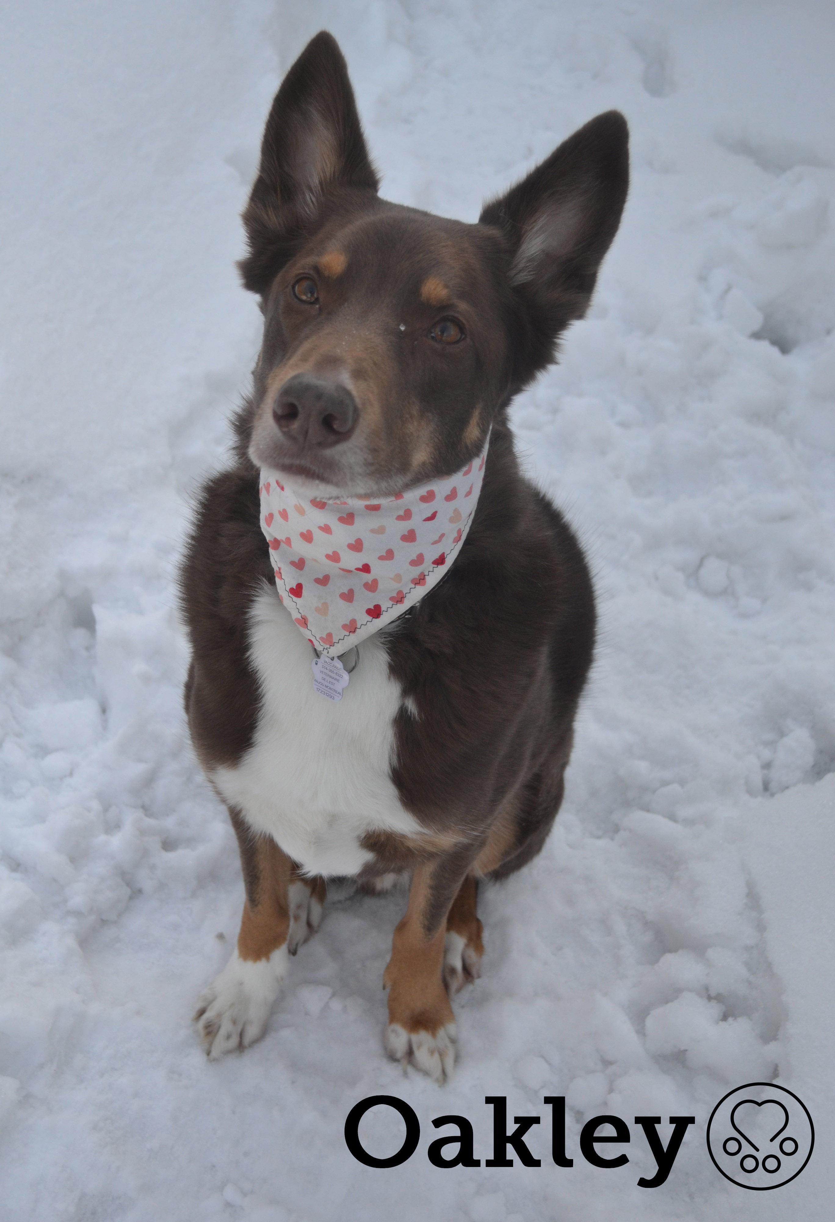 Enlarge Oakley, a ADOPTABLE mixed breed in Anjou, QC image 1/6