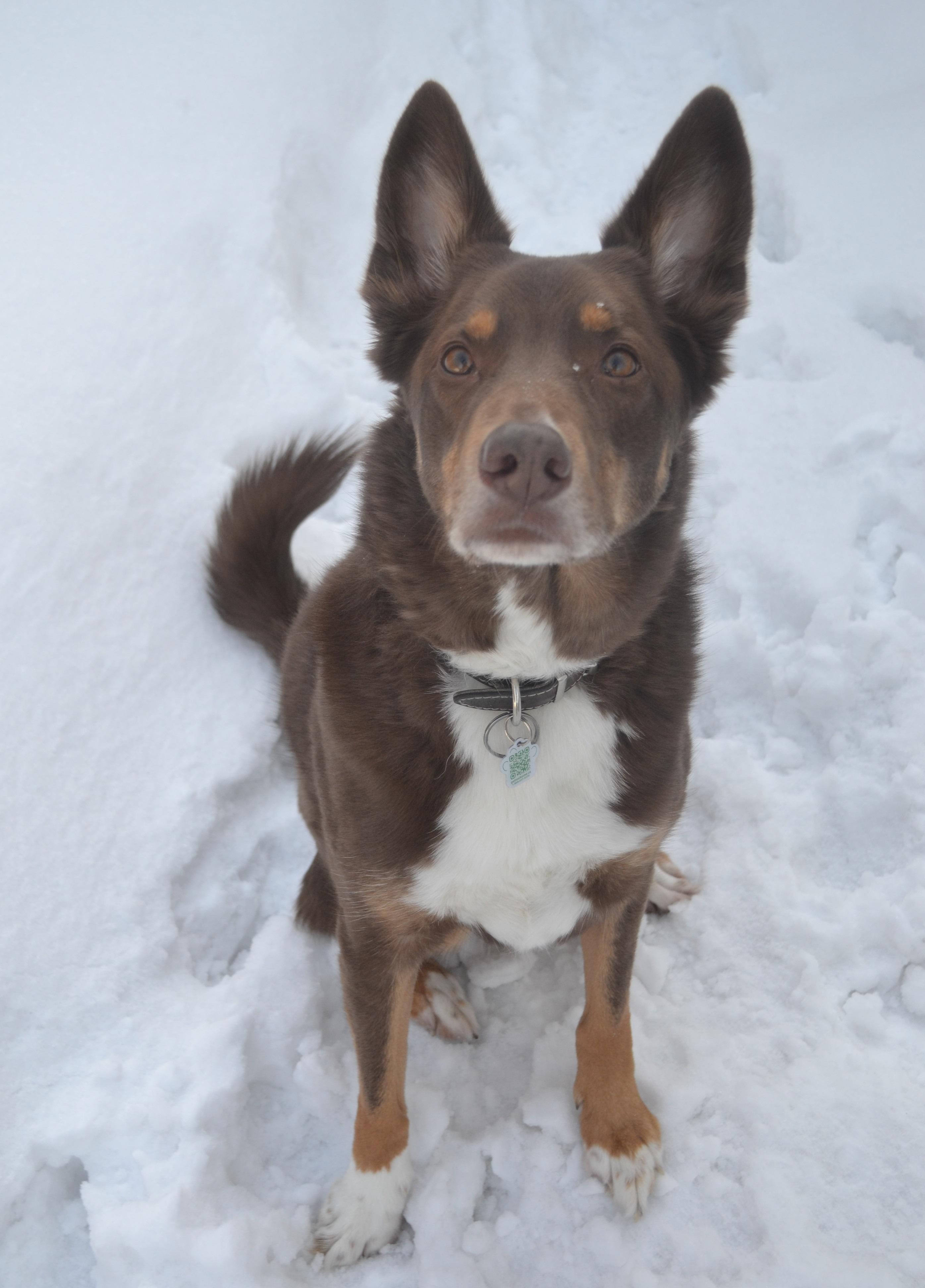 Enlarge Oakley, a ADOPTABLE mixed breed in Anjou, QC image 4/6