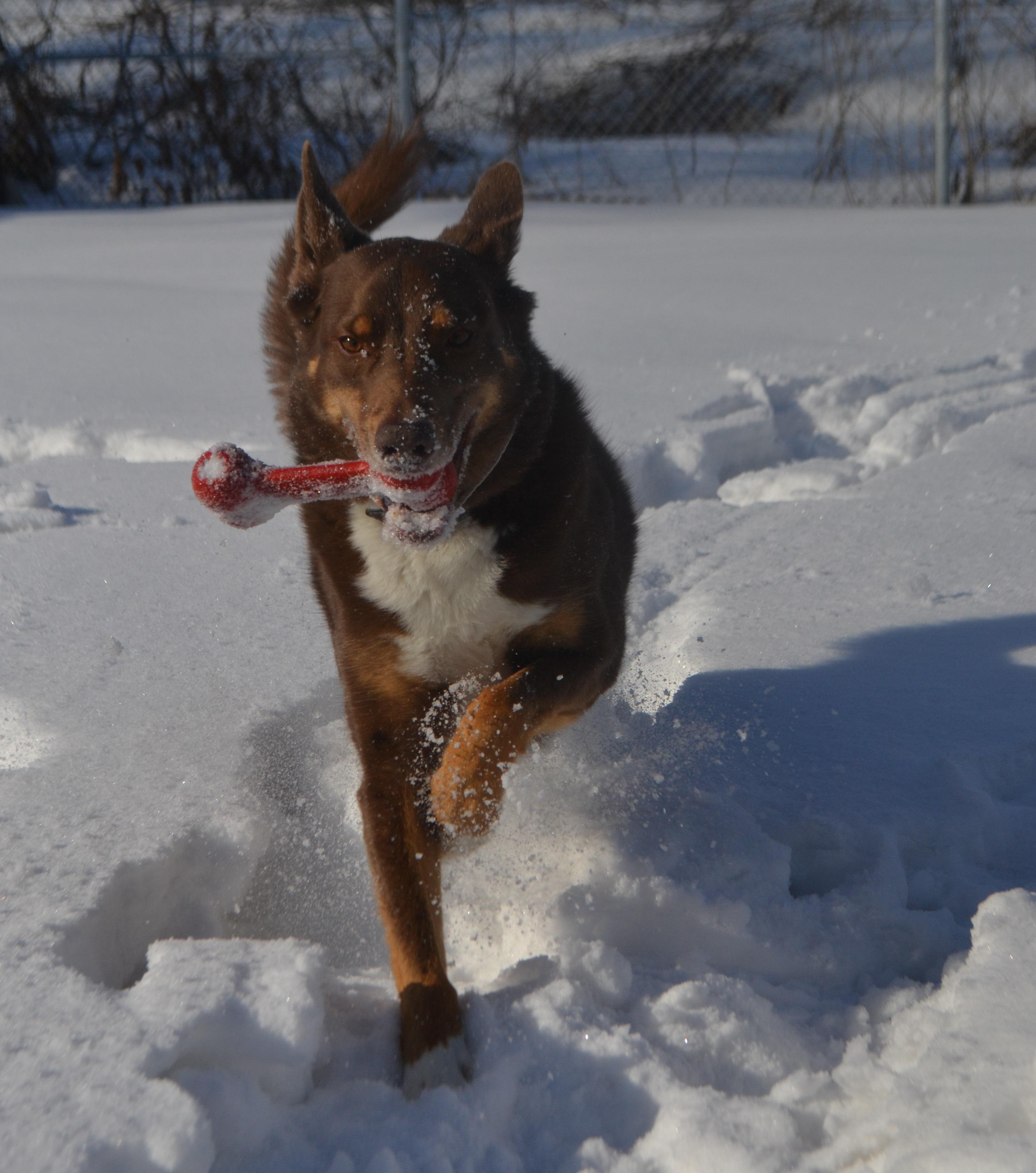Enlarge Oakley, a ADOPTABLE mixed breed in Anjou, QC image 6/6