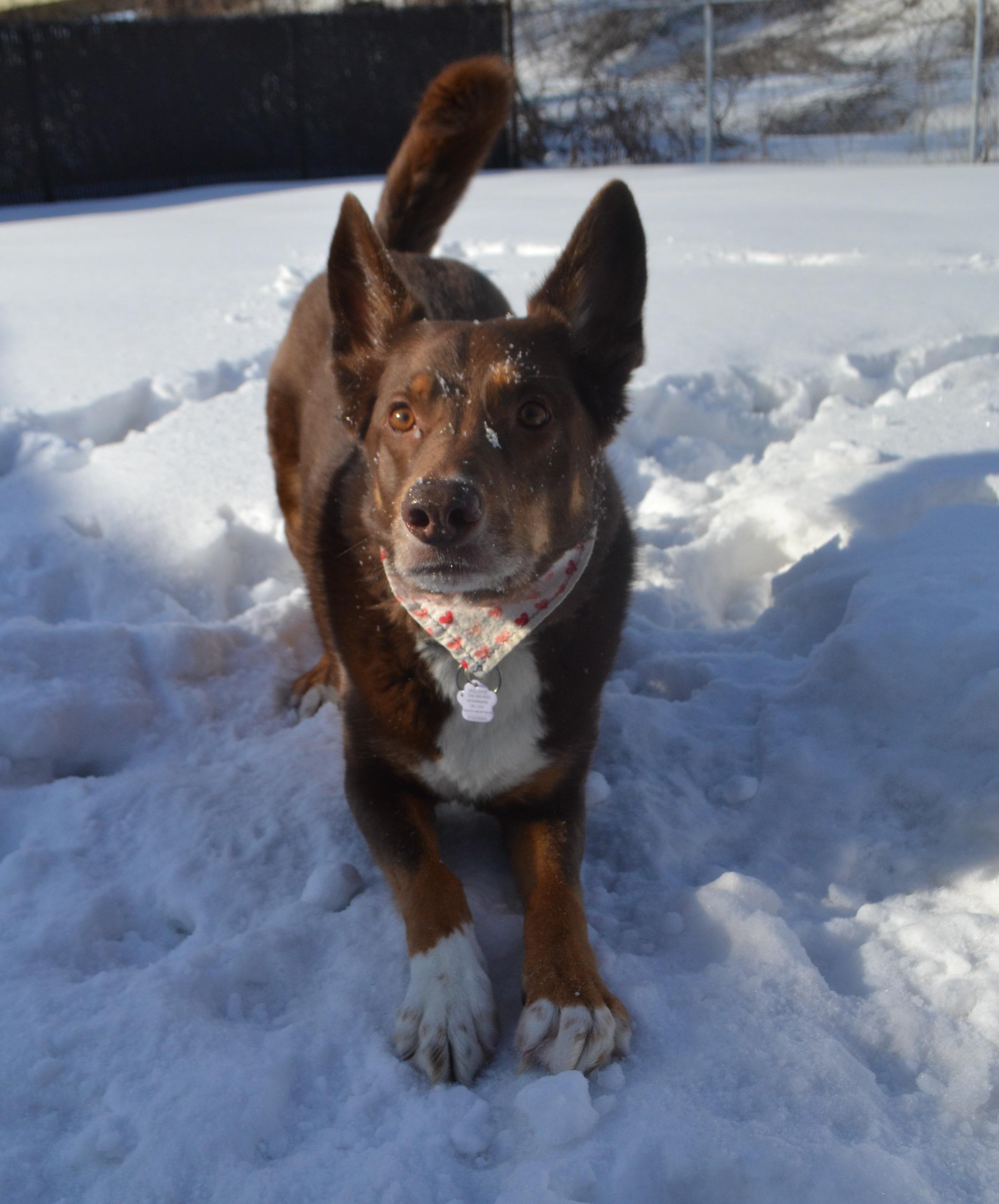 Enlarge Oakley, a ADOPTABLE mixed breed in Anjou, QC image 5/6