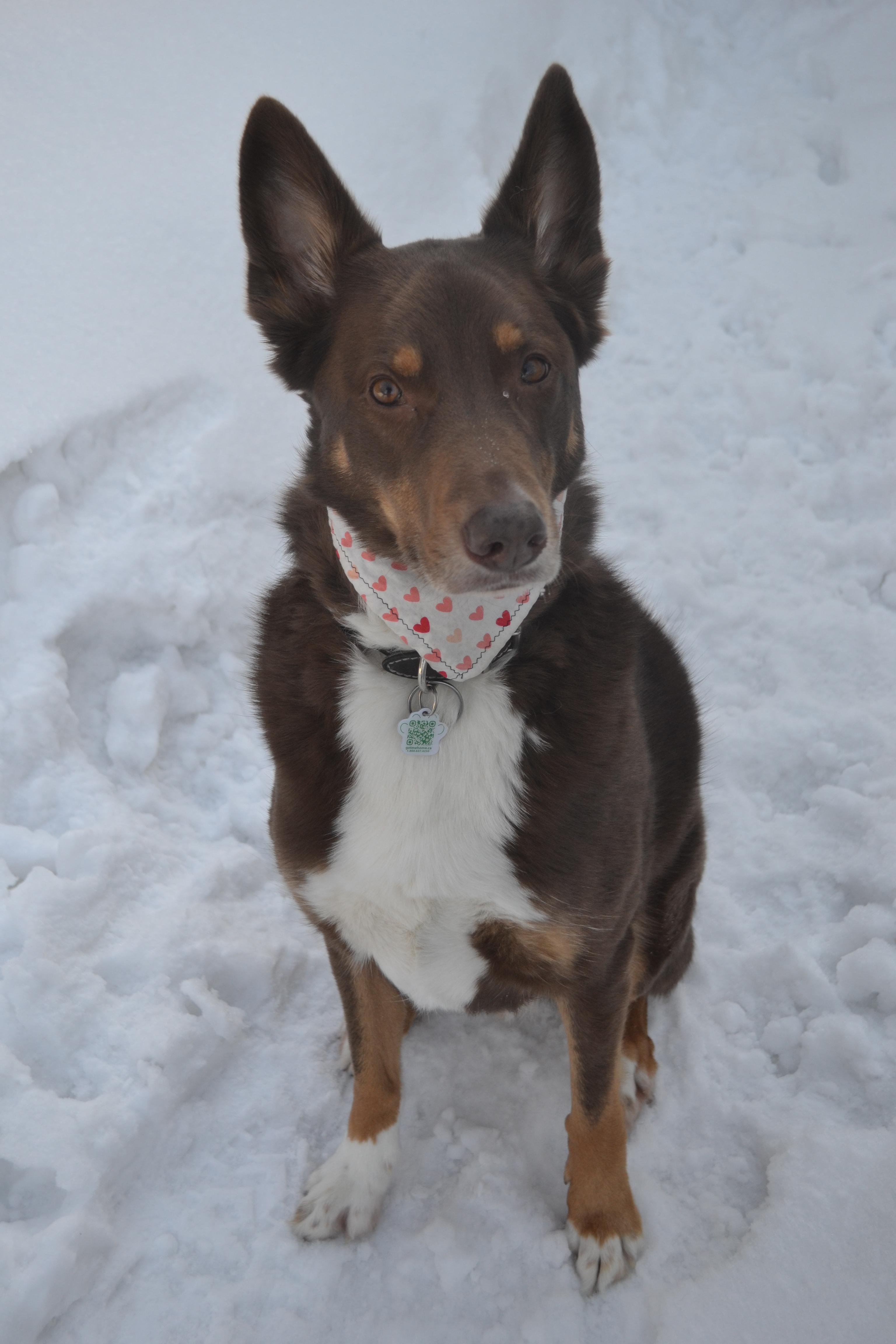 Enlarge Oakley, a ADOPTABLE mixed breed in Anjou, QC image 2/6