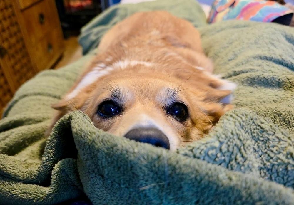 Ginny, Adoptable, Adult Female Corgi & Cardigan Welsh Corgi.