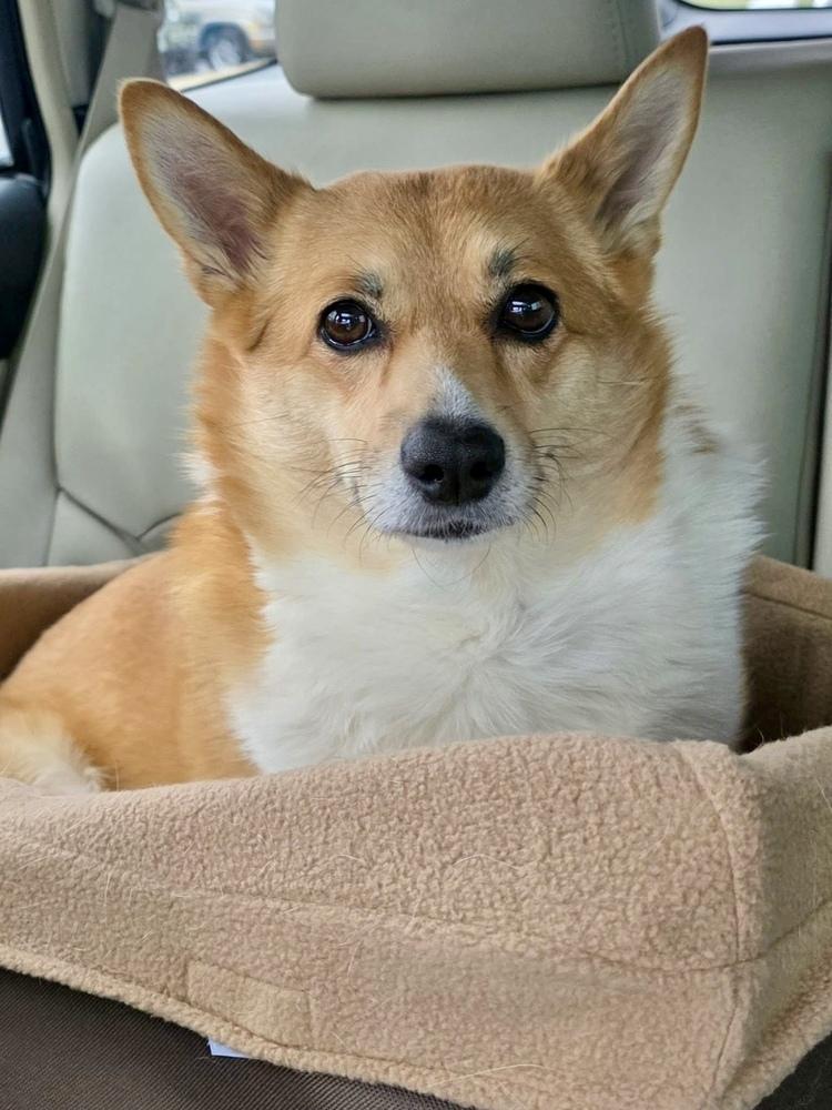 Enlarge Ginny, a Adoptable mixed breed in Middletown, CT image 2/5