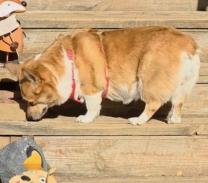 Enlarge Ginny, a Adoptable mixed breed in Middletown, CT image 3/5