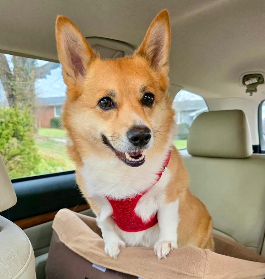 Enlarge Ginny, a Adoptable mixed breed in Middletown, CT image 4/5