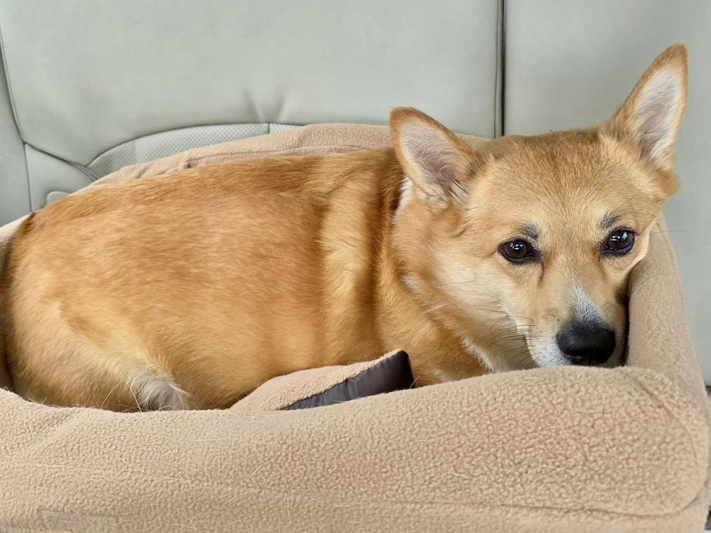 Enlarge Ginny, a Adoptable mixed breed in Middletown, CT image 5/5