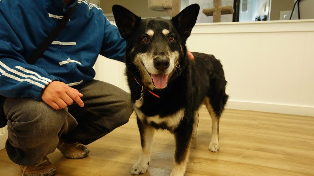 Enlarge Lucky, a Adoptable Husky in Winnipeg, MB image 3/3