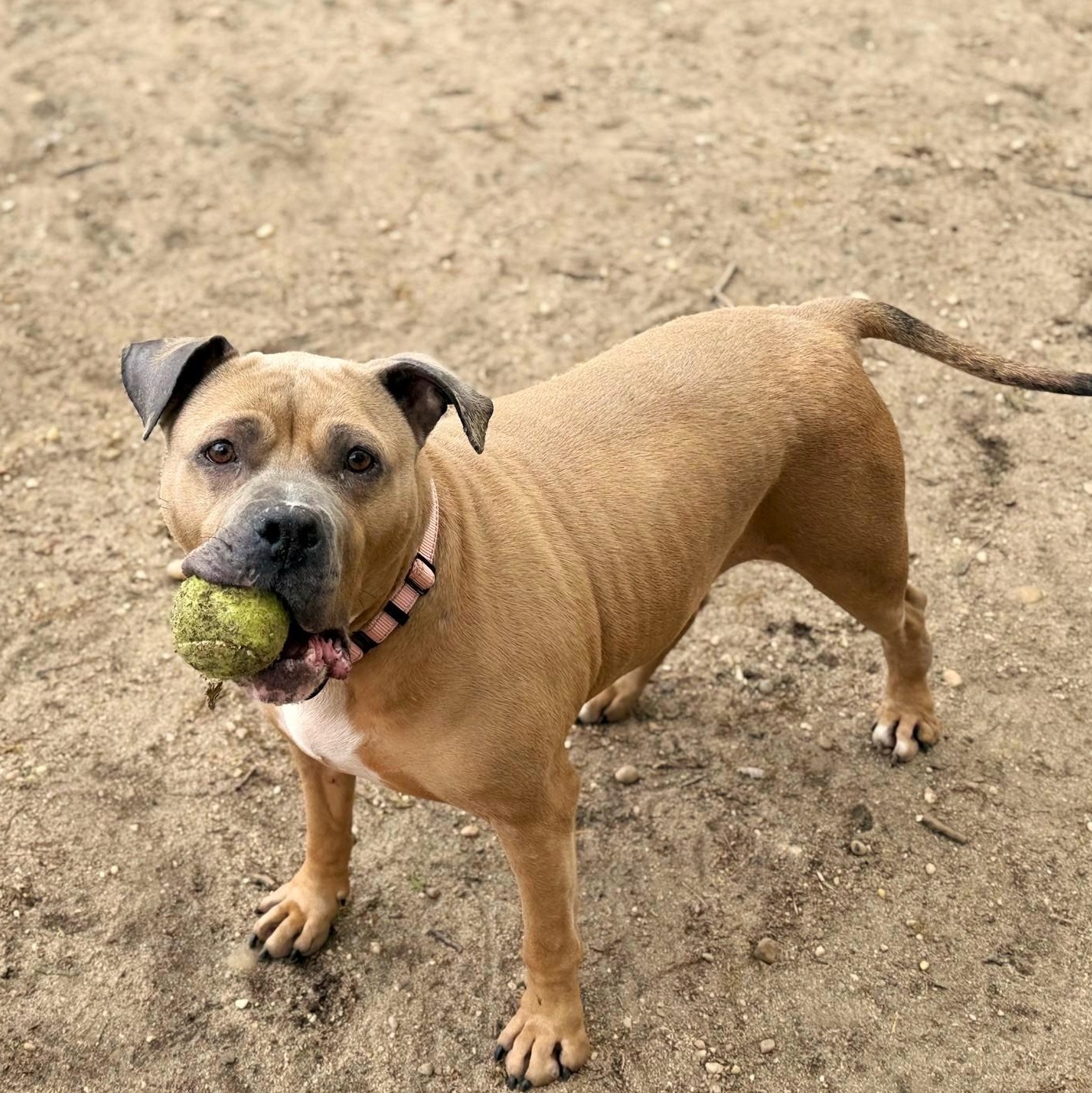 Enlarge Princess, an adopted mixed breed in Brookhaven, NY image 1/5