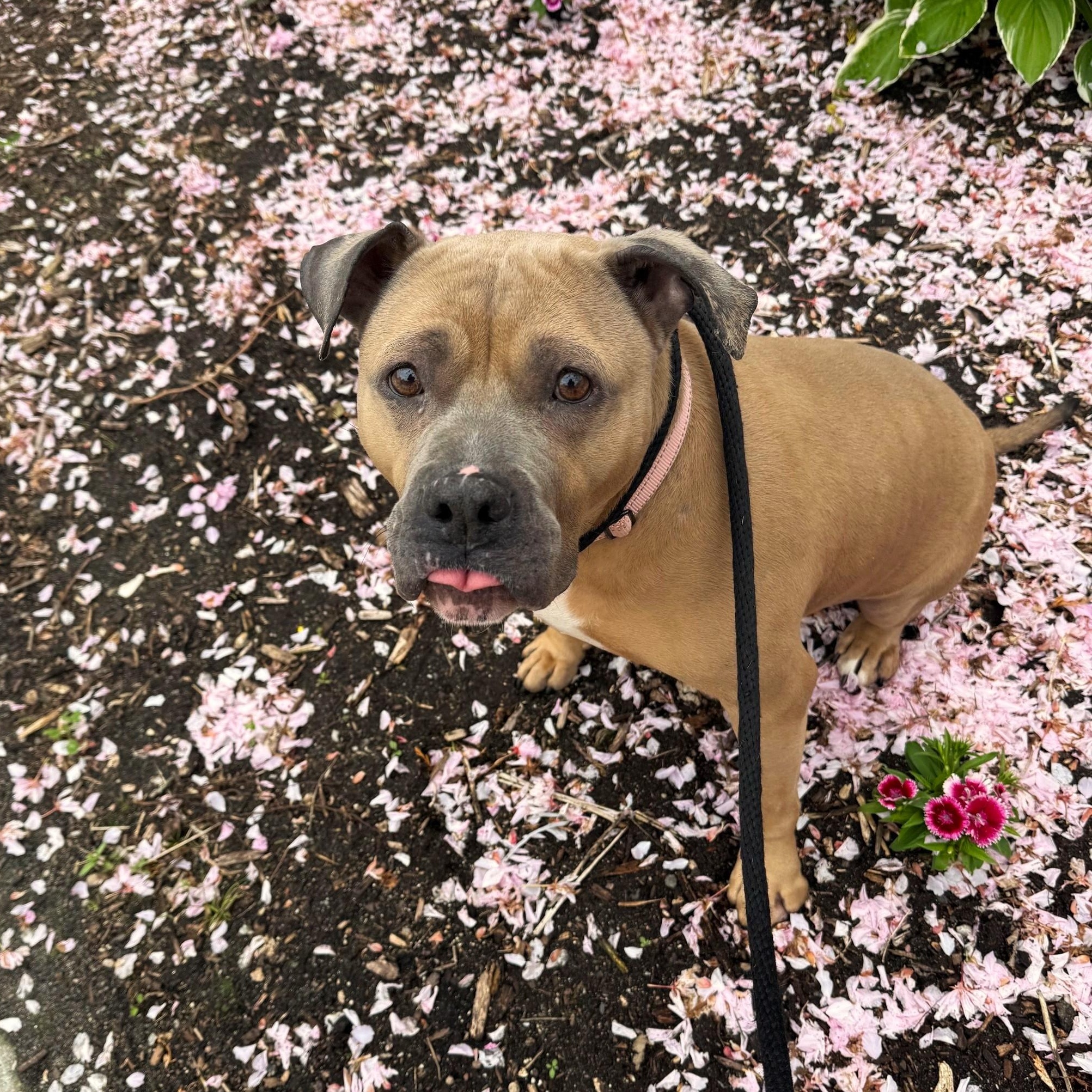 Enlarge Princess, an adopted mixed breed in Brookhaven, NY image 4/5