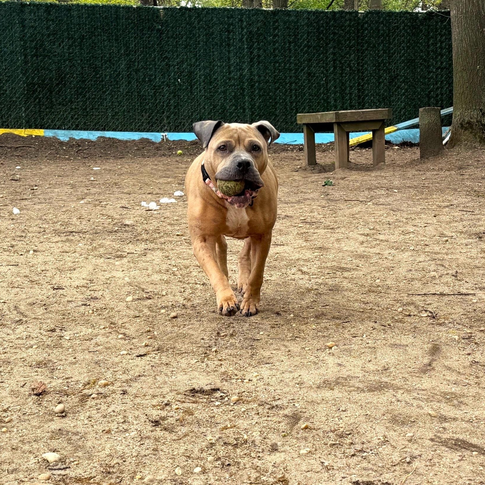 Enlarge Princess, an adopted mixed breed in Brookhaven, NY image 3/5