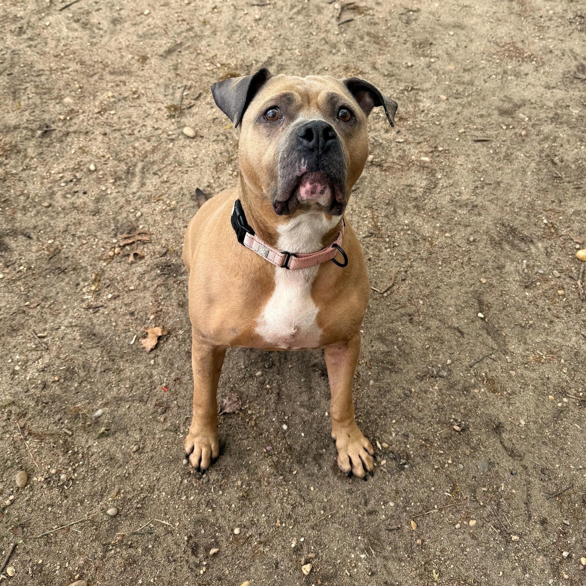 Enlarge Princess, an adopted mixed breed in Brookhaven, NY image 5/5