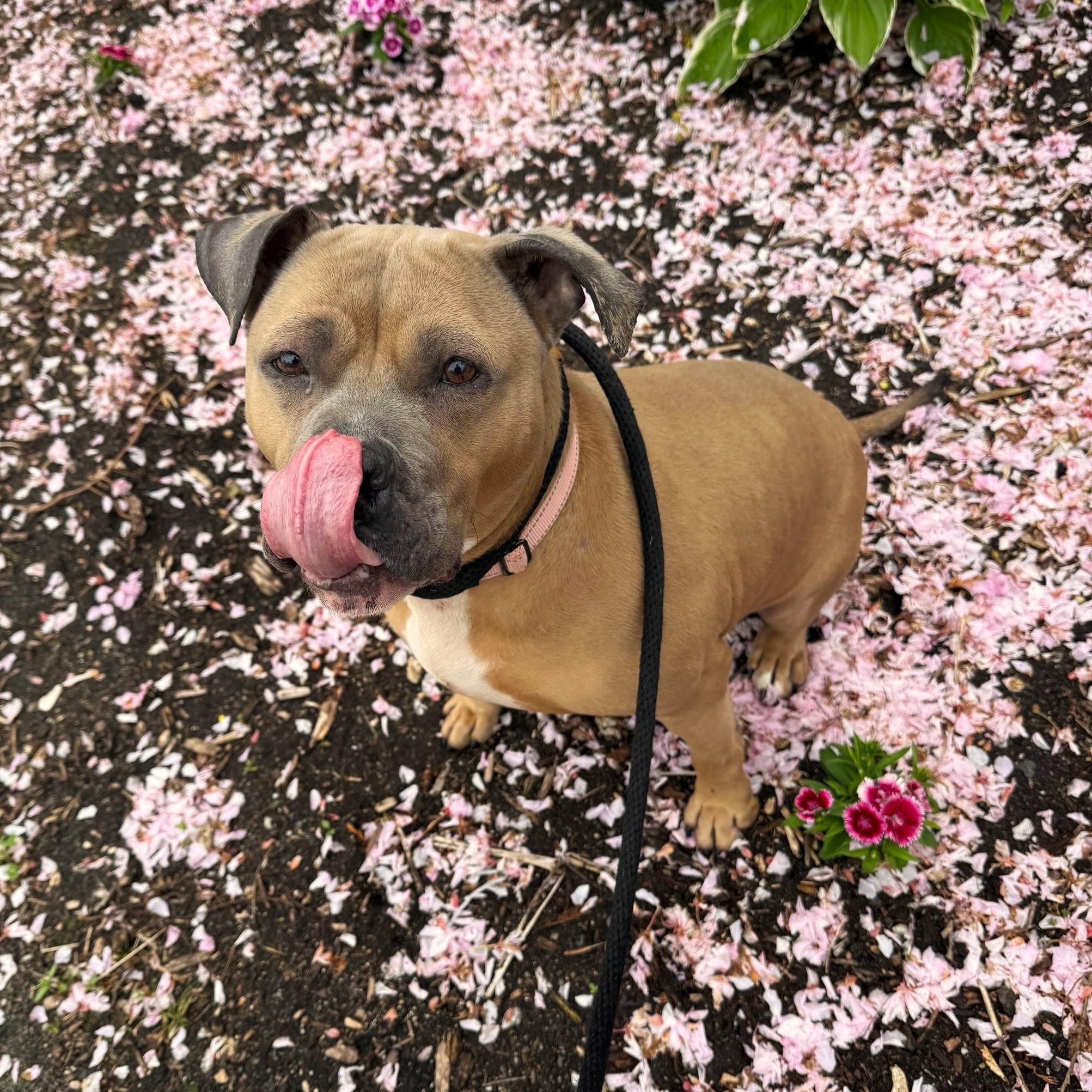 Enlarge Princess, an adopted mixed breed in Brookhaven, NY image 2/5