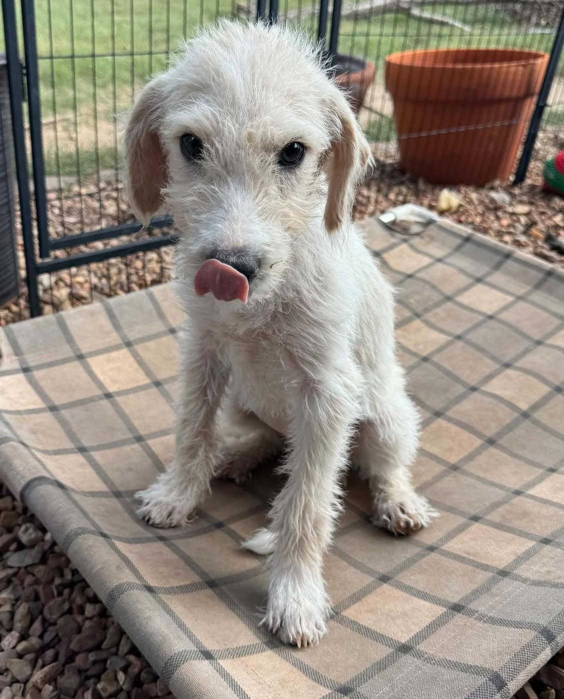 Enlarge Tootsie, a Adoptable mixed breed in Hutchinson, KS image 2/6