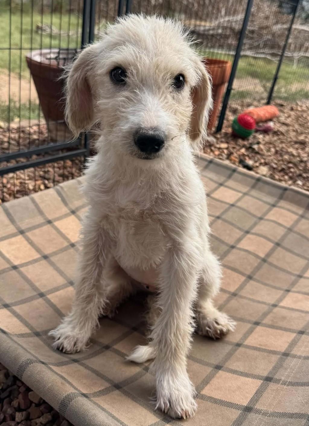 Enlarge Tootsie, a Adoptable mixed breed in Hutchinson, KS image 5/6