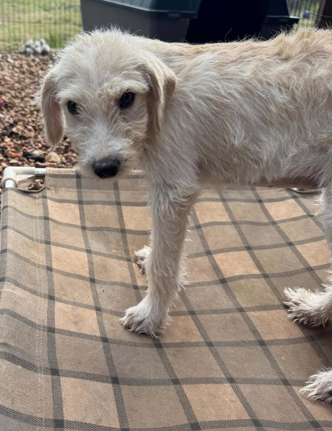 Enlarge Tootsie, a Adoptable mixed breed in Hutchinson, KS image 6/6
