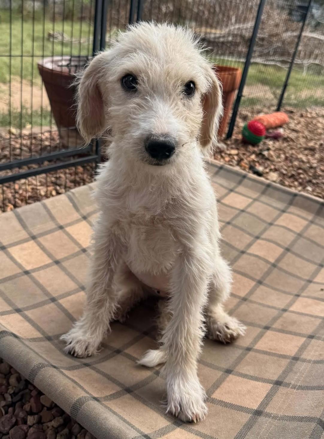 Enlarge Tootsie, a Adoptable mixed breed in Hutchinson, KS image 1/6