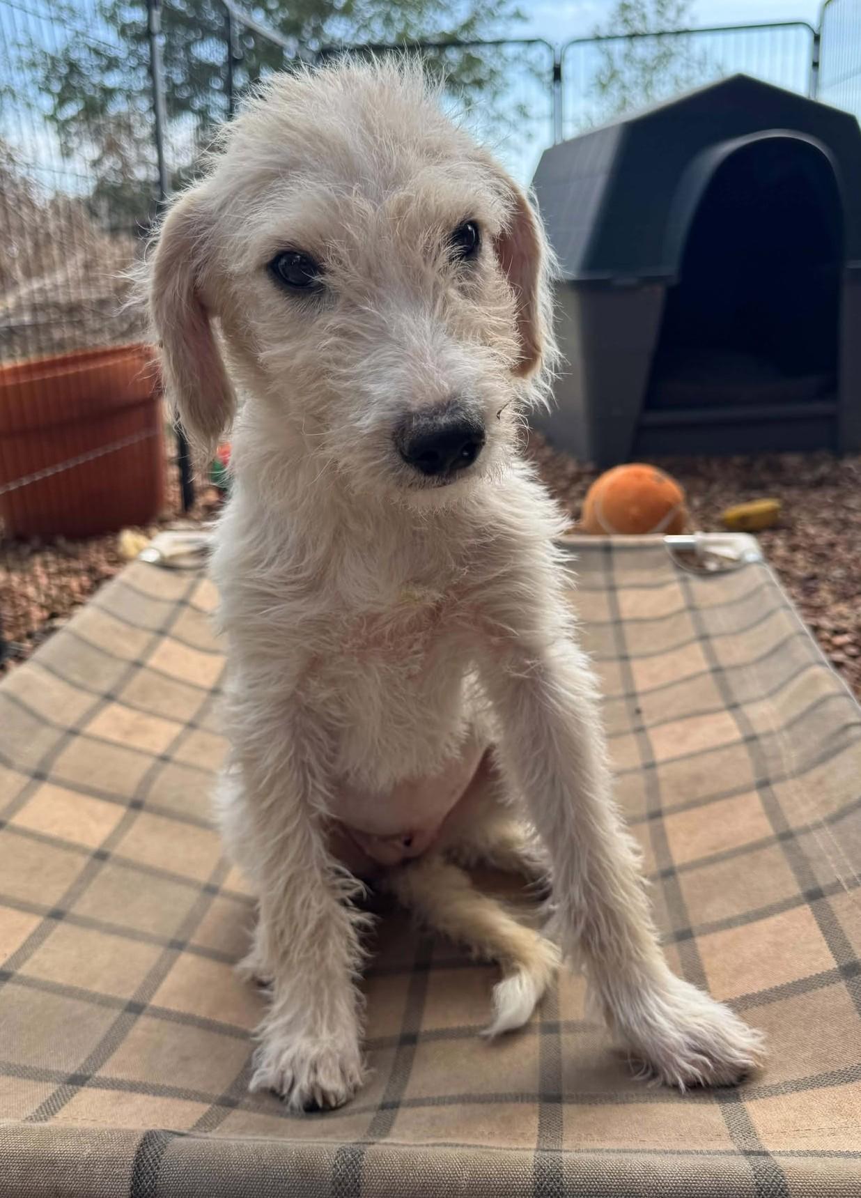 Enlarge Tootsie, a Adoptable mixed breed in Hutchinson, KS image 3/6
