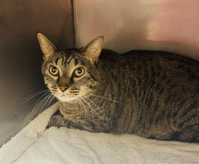 Enlarge FRANKIE, a Adoptable Domestic Short Hair in Lees Summit, MO image 1/1