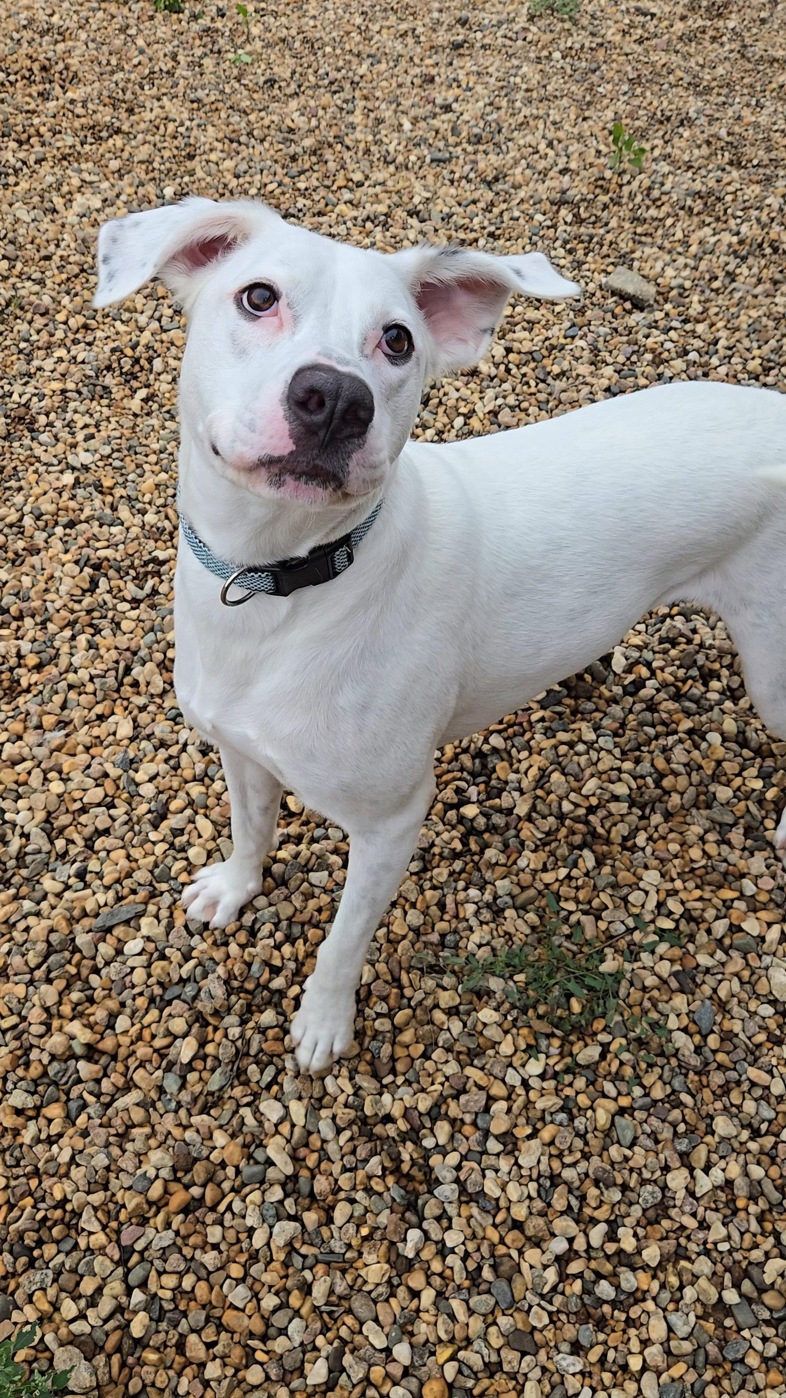 Chase, Adoptable, Adult Male Dalmatian & Boxer.