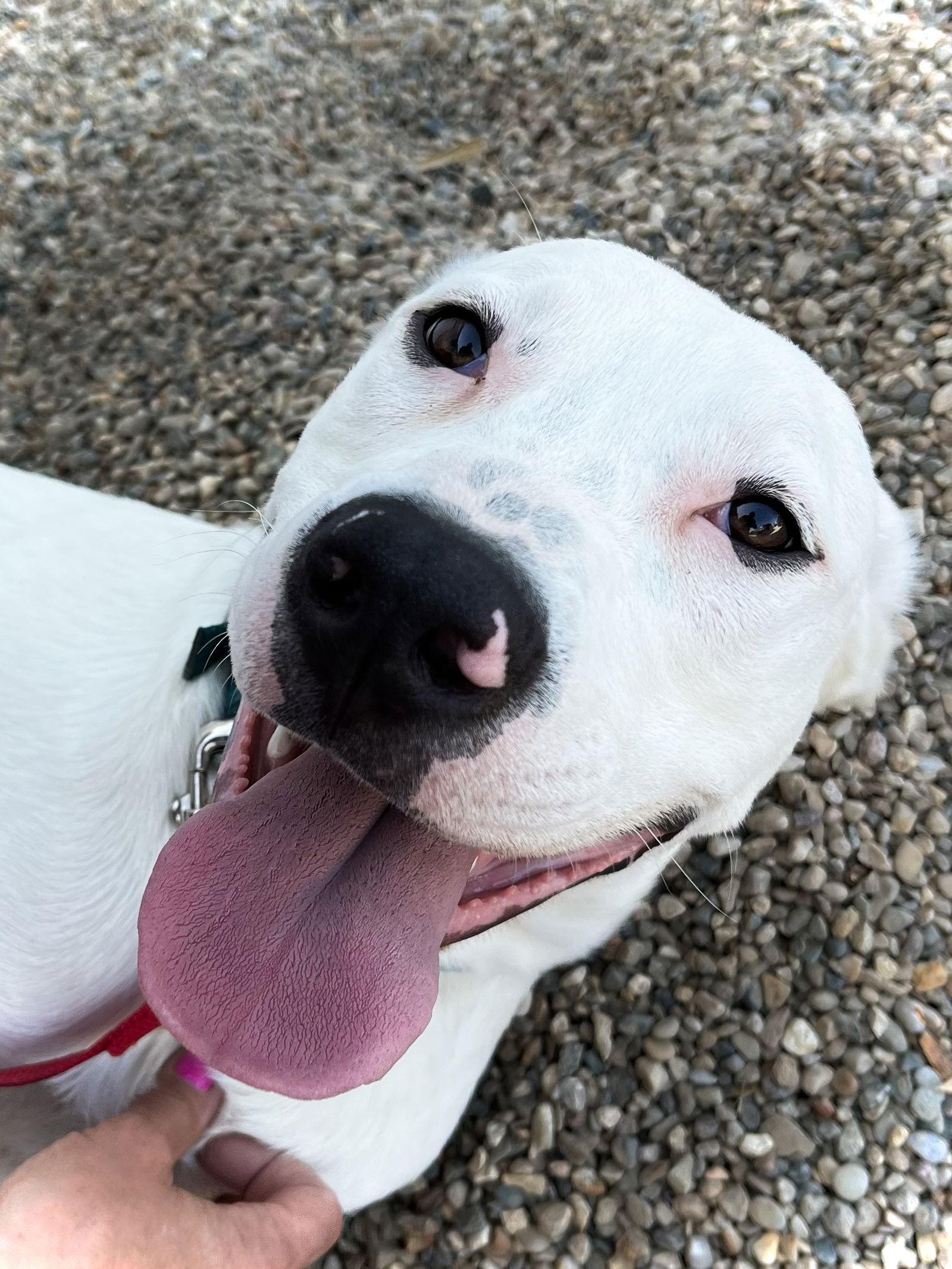 Enlarge Chase, a Adoptable mixed breed in Estherville, IA image 2/3