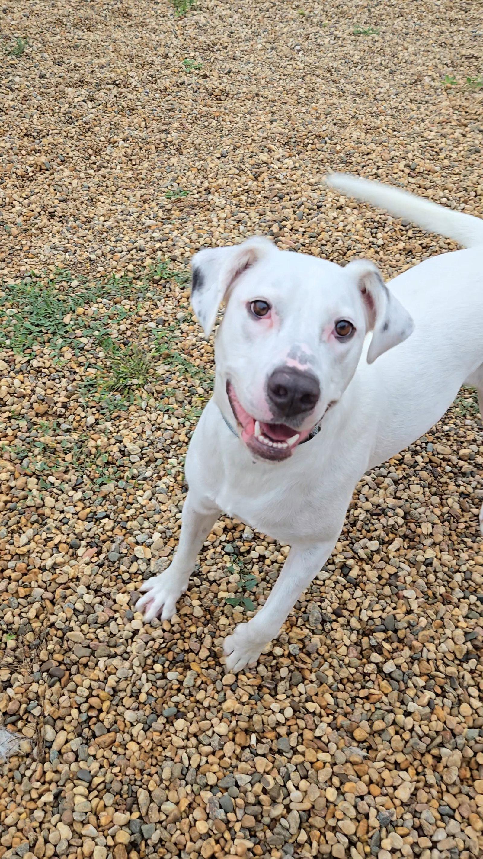 Enlarge Chase, a Adoptable mixed breed in Estherville, IA image 3/3