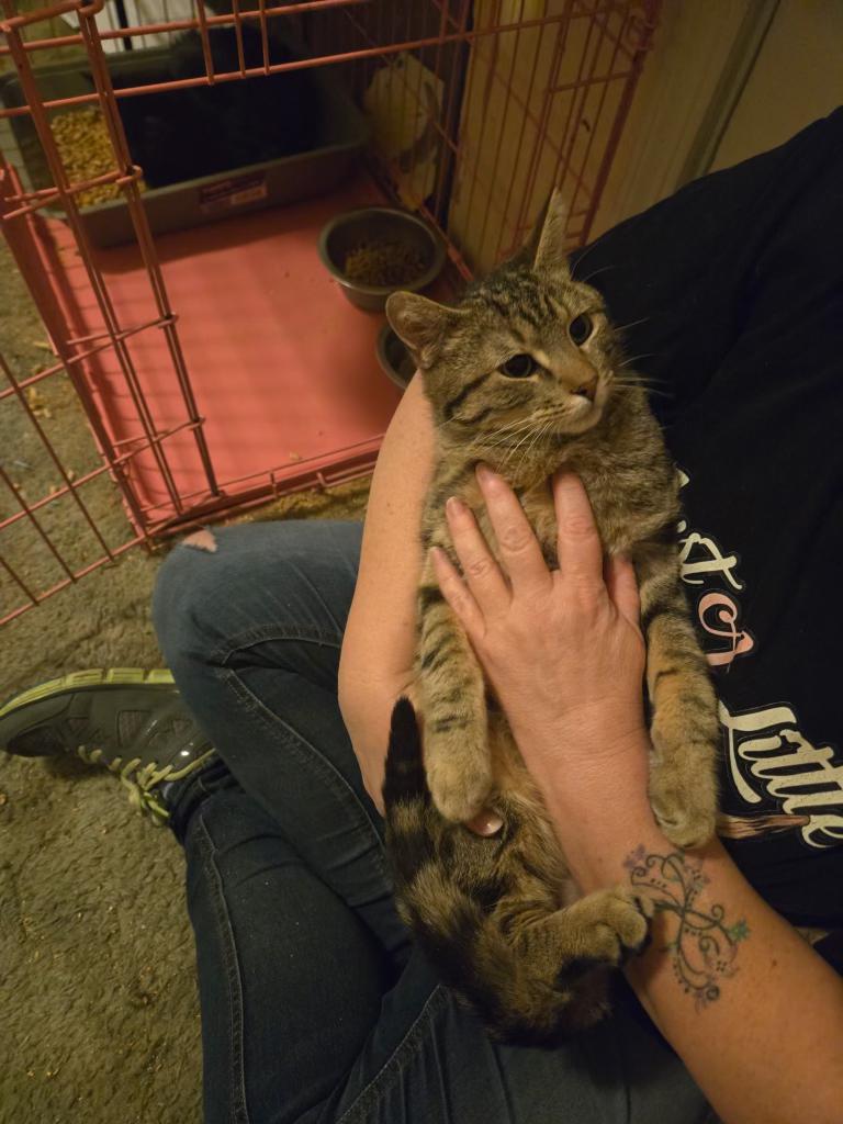 Enlarge Queso , a ADOPTABLE mixed breed in Pocatello, ID image 3/6