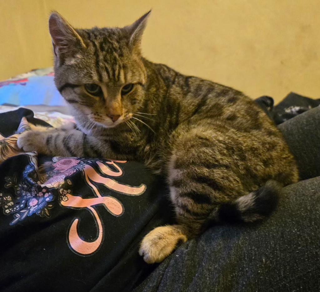 Enlarge Queso , a ADOPTABLE mixed breed in Pocatello, ID image 2/6