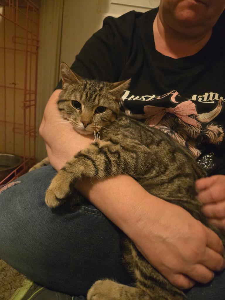 Queso , ADOPTABLE, Kitten Male Domestic Short Hair.